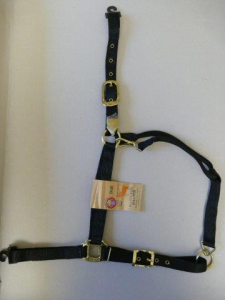 Hamilton Halfter Draft Kaltblut